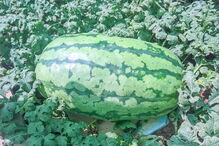 Barman que tem a agricultura como hobbie também cultivou na sua horta uma melancia de 50 kg