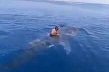 homem, tubarão baleia