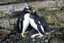 Casal de pinguins fémeas conseguem ser mães após adotarem ovo