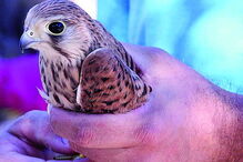 Libertação realizada pelo RIAS 