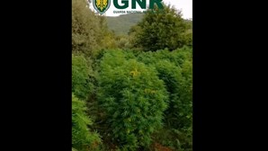 GNR desmantela plantação de cannabis na Covilhã e detém homem em flagrante delito