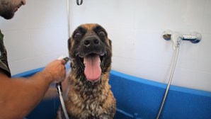 O banho de despedida de Nick, o cão da Força Aérea que se reforma após oito anos de serviço