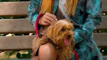 Amélia fez progressos mas dona quer manter treinos para melhorar comportamento da cadela