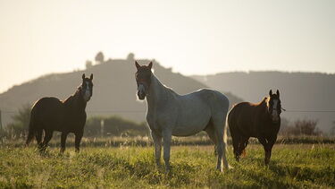 GNR constitui três pessoas arguidas pelo furto de duas éguas