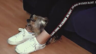 'Encantador de cães' ensina Coffee a comer sem ser agressivo com os donos