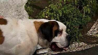 Conheça Mini, o cão que se tornou agressivo após ser atacado		