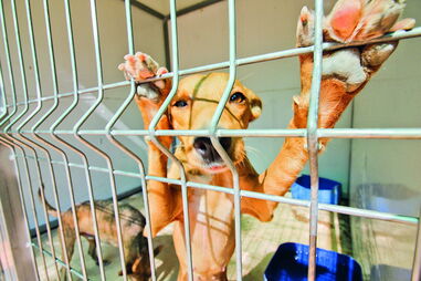 Cães