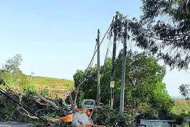 Troncos caíram em esplanada 