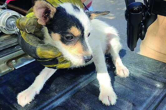 GNR salva quatro cães bebés