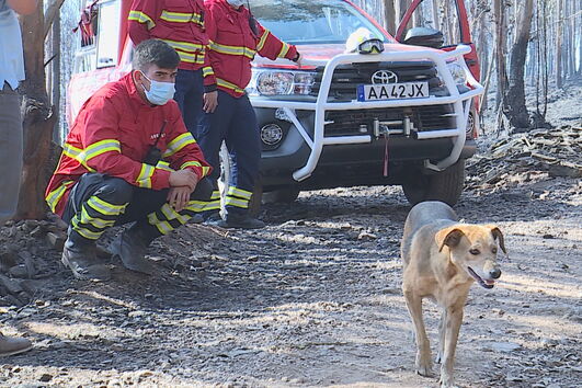 Absolvidos todos os suspeitos de maus-tratos a animais em abrigos ilegais em Santo Tirso