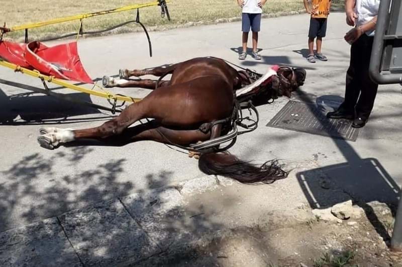 Temperaturas altas provocam a morte de cavalo que transportava