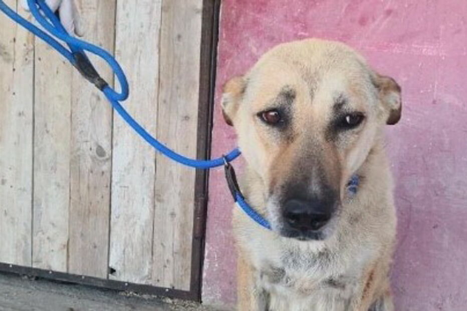 Animais foram torturados