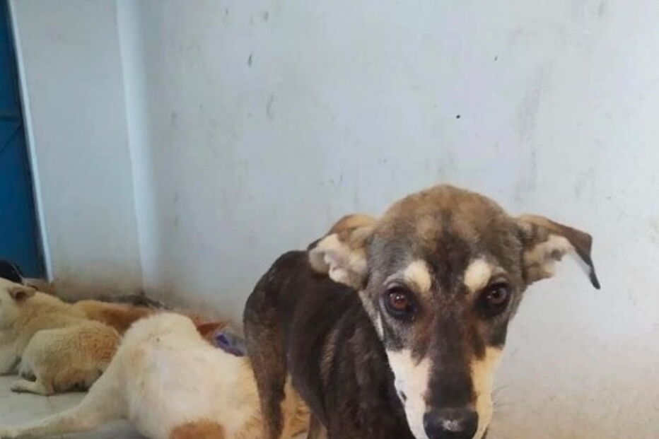 Animais foram torturados