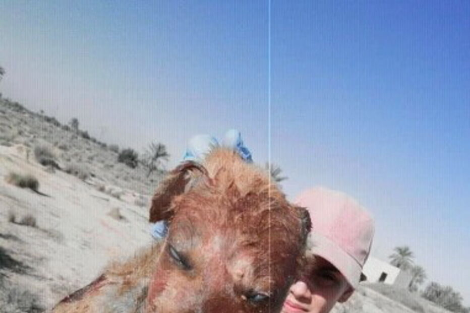 Animais foram torturados