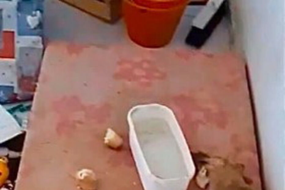 Animais foram torturados