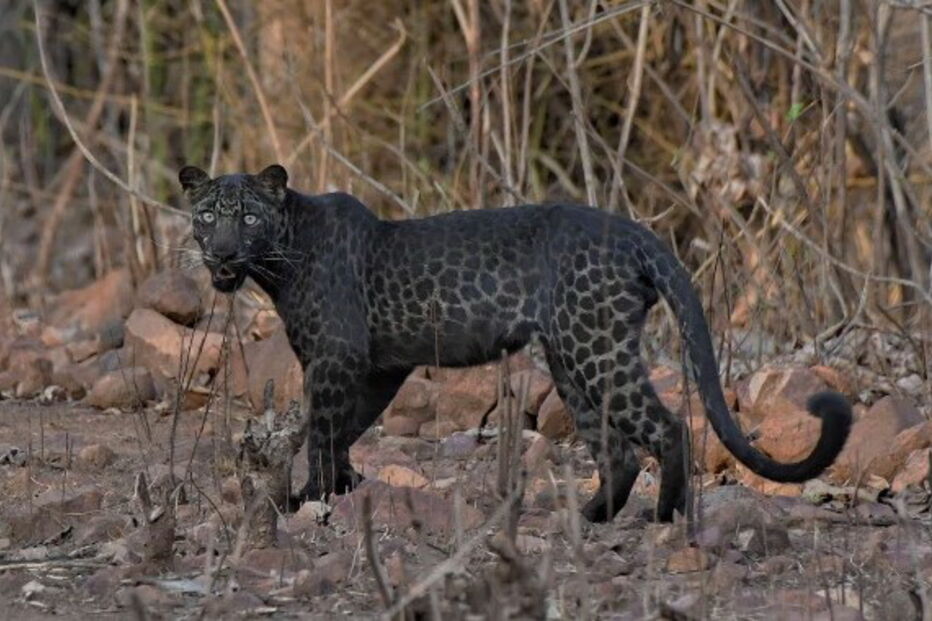 Leopardo negro foi fotografado