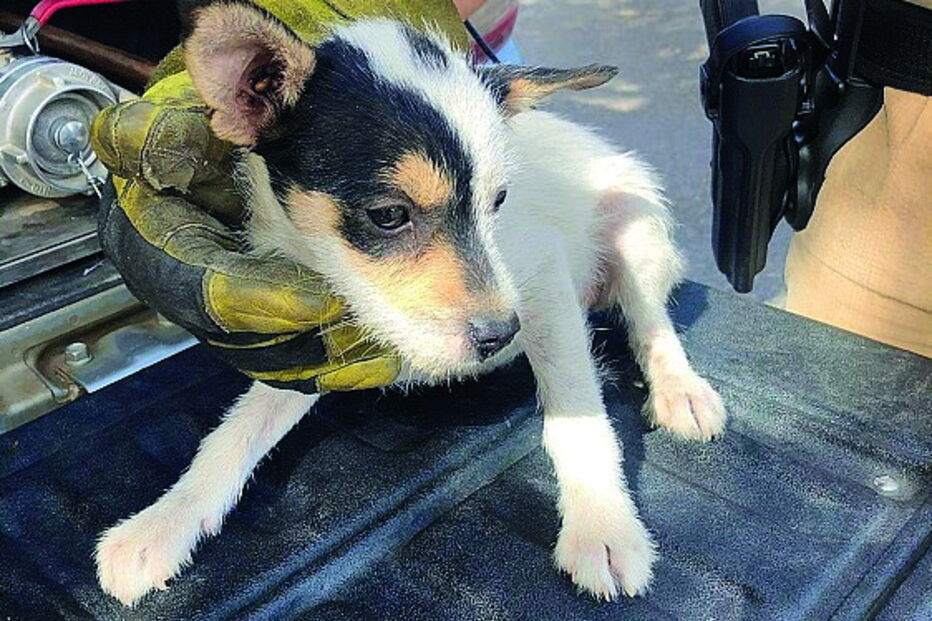 GNR salva quatro cães bebés