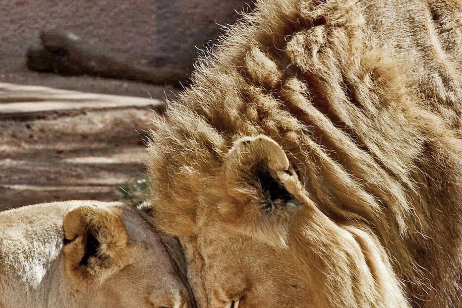 Hubert e Kalisa, dois leões africanos de 21 anos