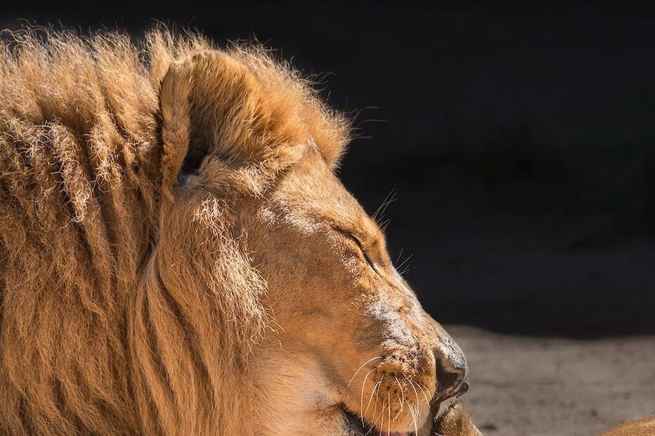 Hubert e Kalisa, dois leões africanos de 21 anos