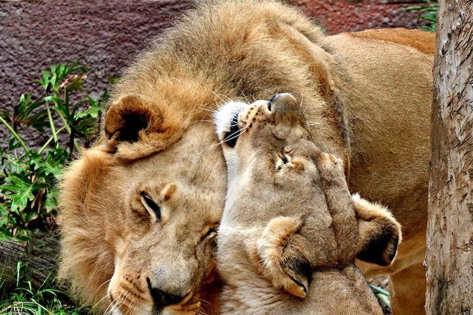 Hubert e Kalisa, dois leões africanos de 21 anos