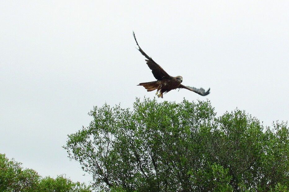 Ave foi libertada no Parque Natural da Ria Formosa por vigilantes da natureza