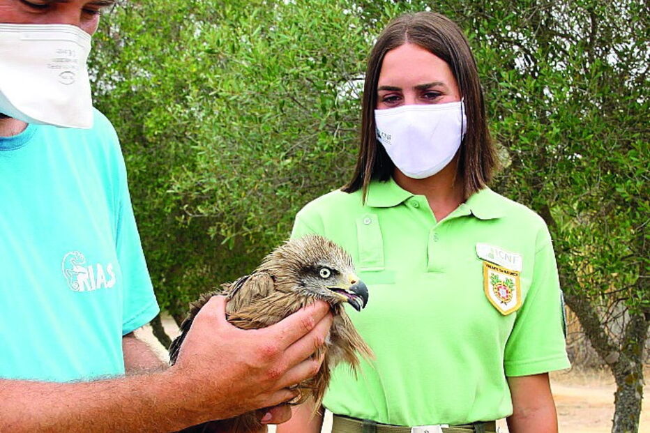Técnicos do RIAS acompanharam a devolução do animal à natureza