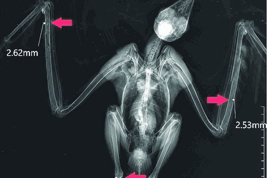 Raio-X mostra os três locais onde a ave foi atingida pelos chumbos de cartucho