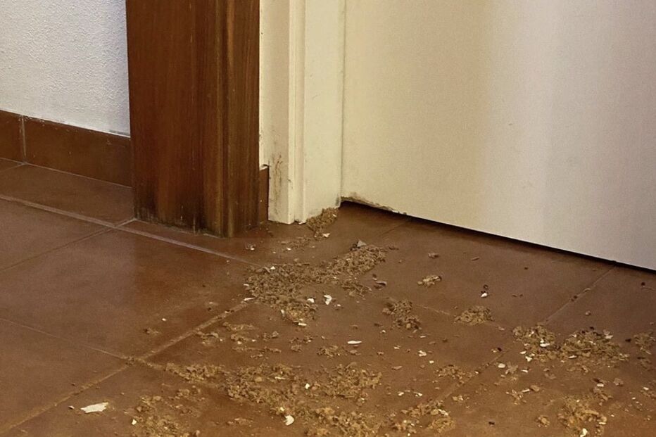 Nuno Markl revela que a casa foi roída por ratazanas