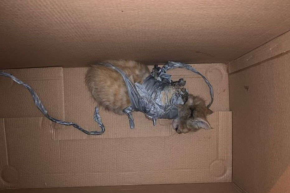 Gato bebé encontrado no lixo com explosivos presos ao corpo