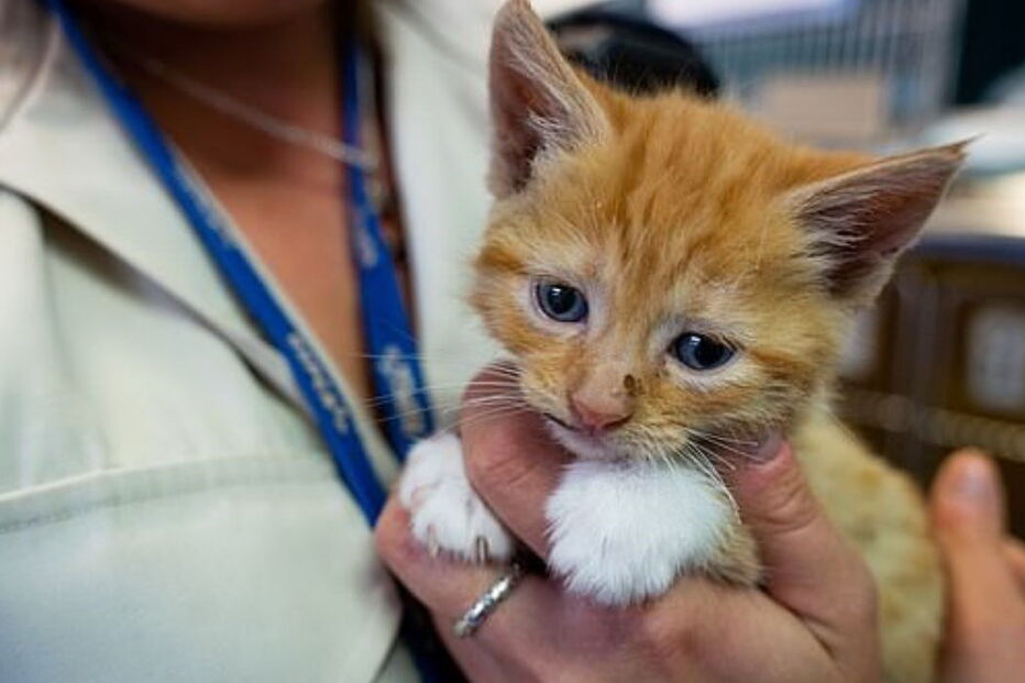 Gato bebé encontrado no lixo com explosivos presos ao corpo