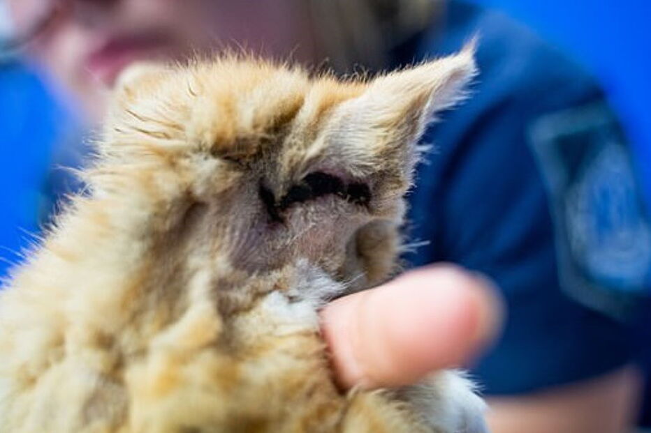 Gato bebé encontrado no lixo com explosivos presos ao corpo