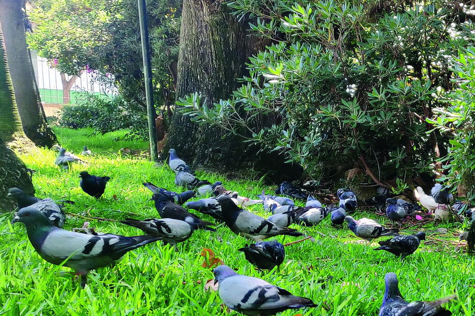 Pombos de Faro têm sido alvo  