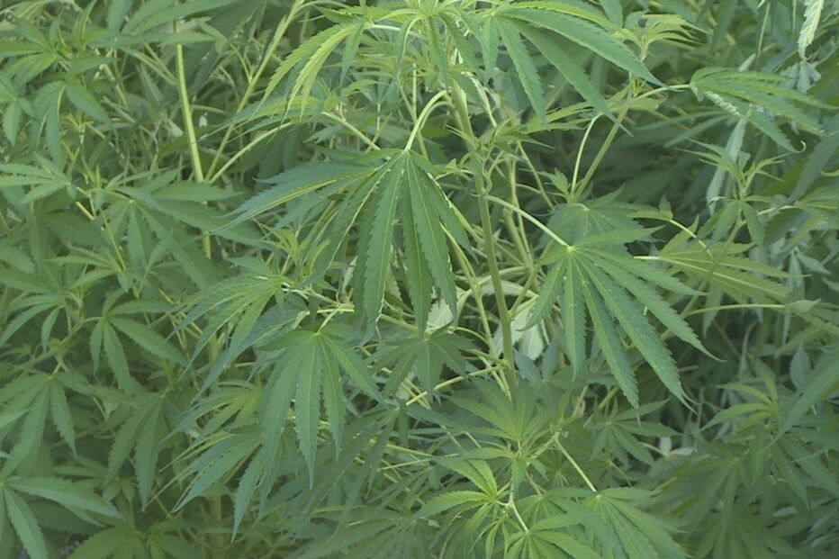 2020-08-05_13_06_46 255 pés de canábis cultivados em estufa em Albufeira.jpg