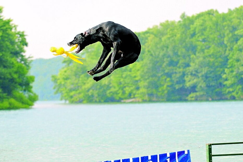 Imagem Dockdiving 35703612.jpg (6392935) (Milenium)