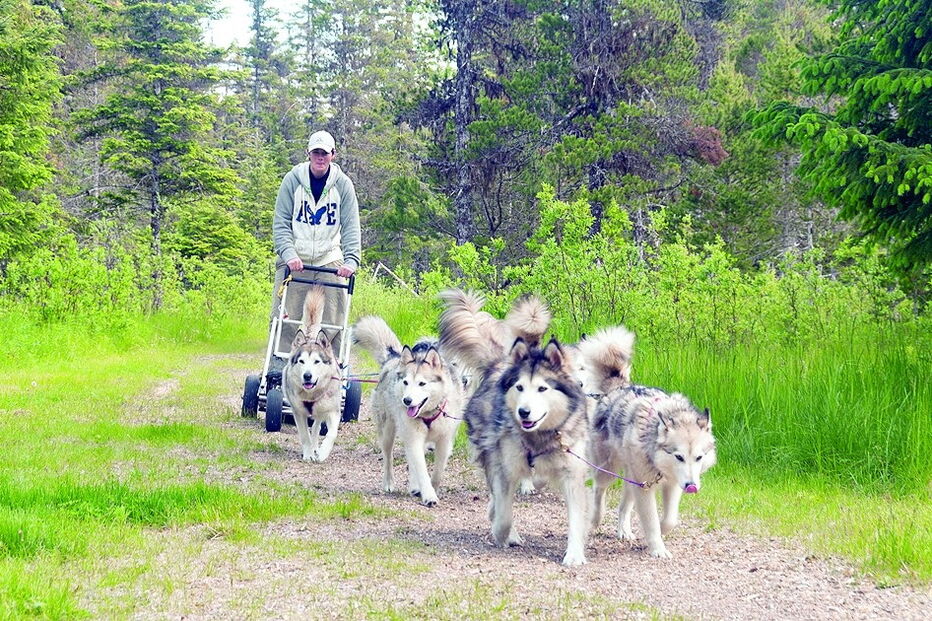 Imagem Mushing 35703611.jpg (6392937) (Milenium)