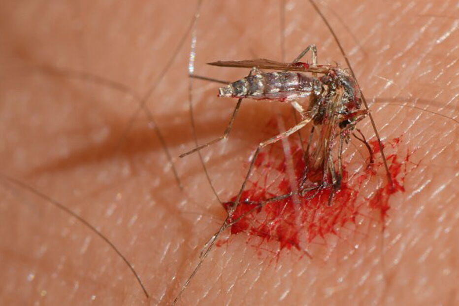 Mosquitos podem transmitir o vírus da meningite