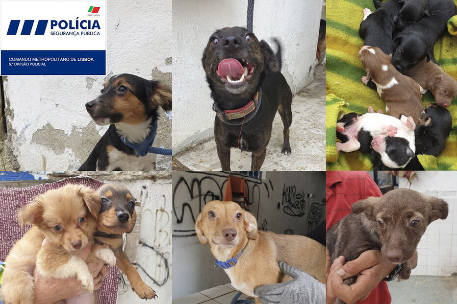 2020-08-12_17_29_33 Anexo ao C.I. nº 416.PSP.LX.20.jpg