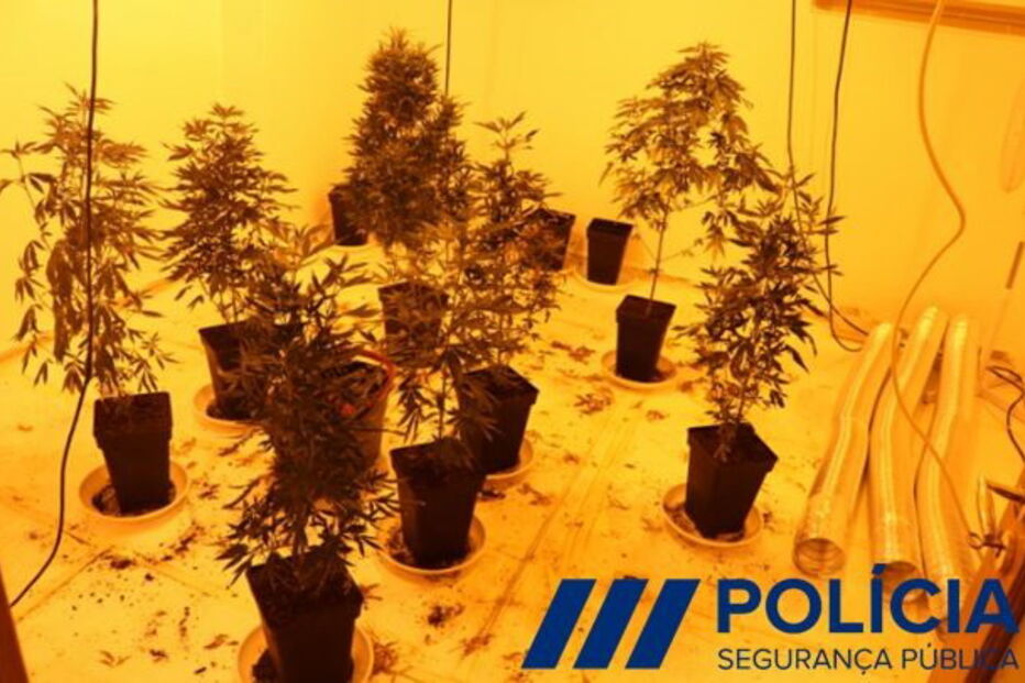 Estufa apreendida, em Matosinhos, a outros dois traficantes 