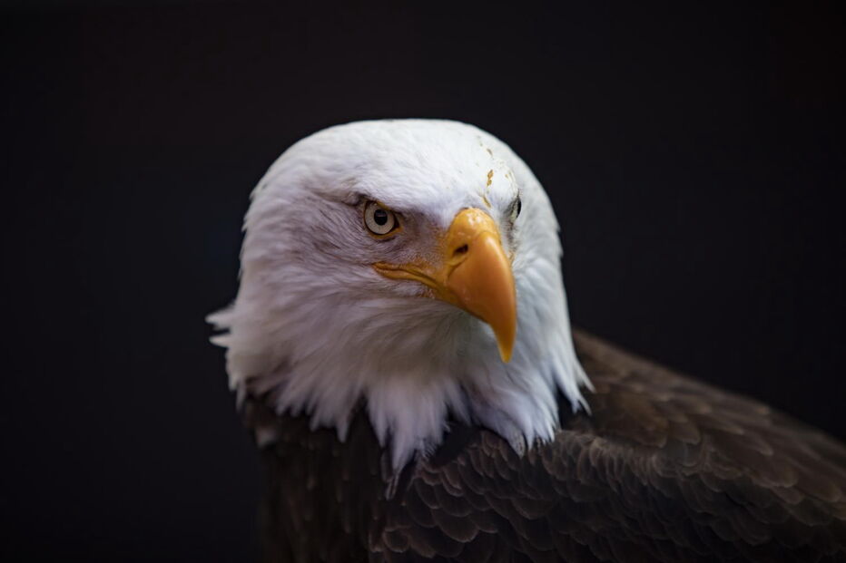 2020-08-14_16_10_00 34122271.JPG