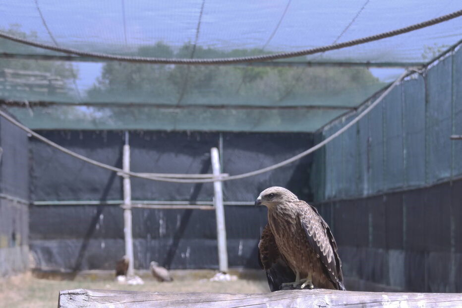 Milhafre está a recuperar numa instalação exterior do RIAS para aprender a comer sozinho