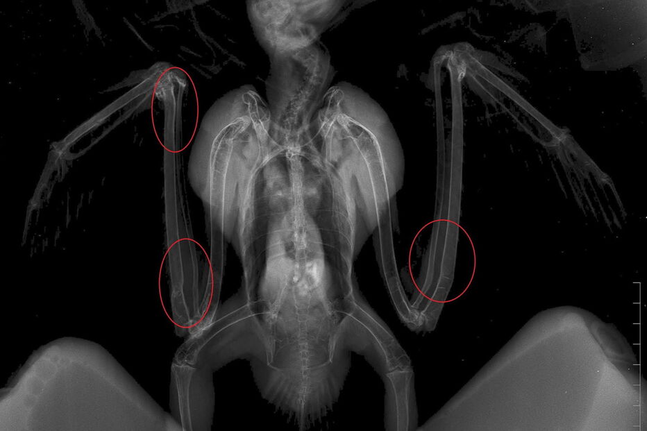 Deformidades ósseas em vários locais do corpo por ter sido alimentado inadequadamente em cativeiro