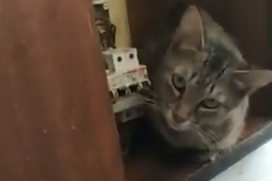 Ativistas e moradores resgatam animais no Porto que viviam no meio de carcaças em decomposição