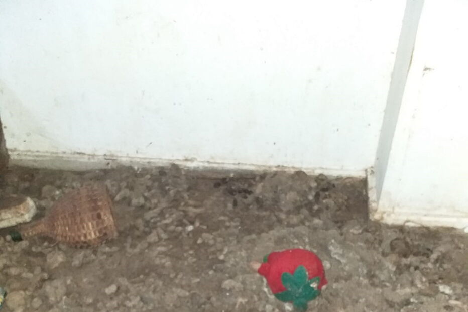 Ativistas e moradores resgatam animais no Porto que viviam no meio de carcaças em decomposição