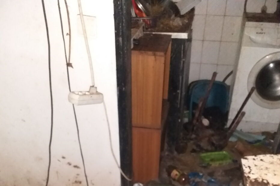 Ativistas e moradores resgatam animais no Porto que viviam no meio de carcaças em decomposição