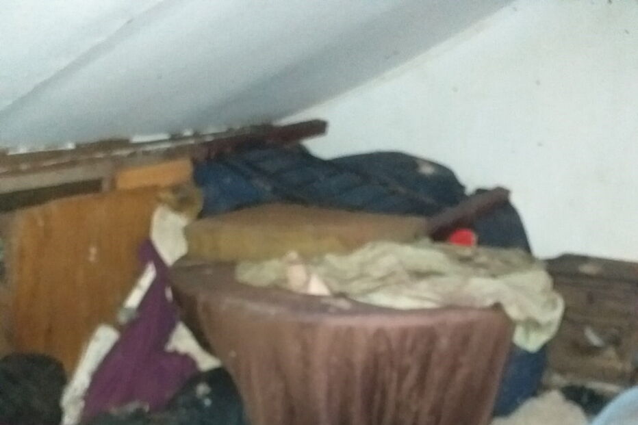 Ativistas e moradores resgatam animais no Porto que viviam no meio de carcaças em decomposição