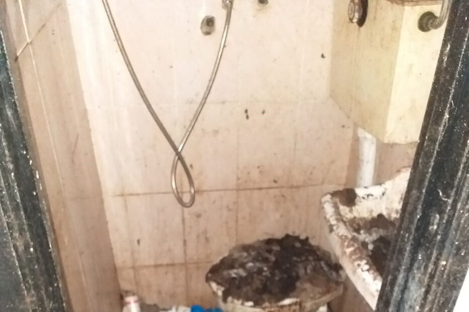 Ativistas e moradores resgatam animais no Porto que viviam no meio de carcaças em decomposição