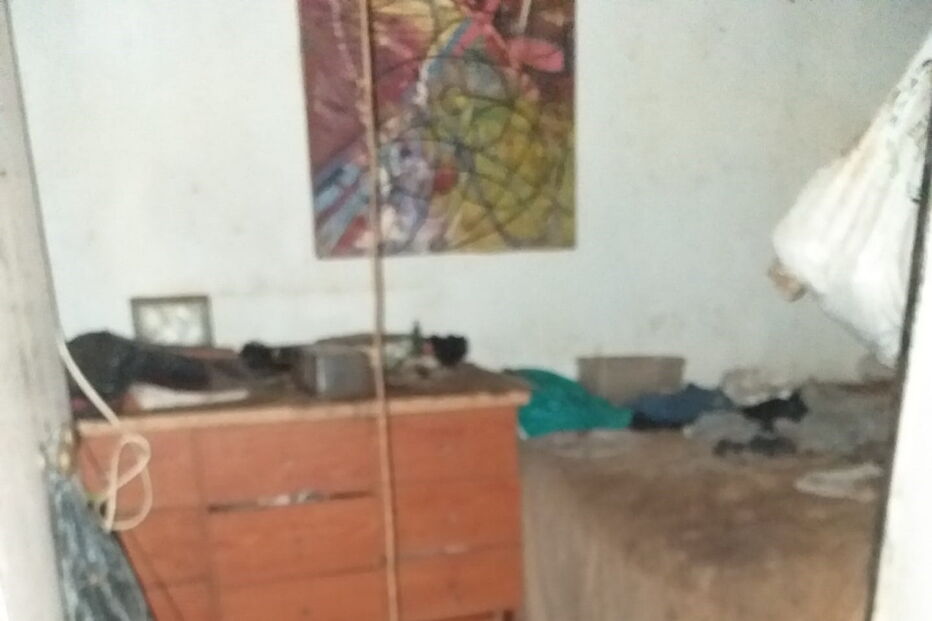 Ativistas e moradores resgatam animais no Porto que viviam no meio de carcaças em decomposição