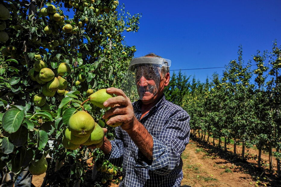 Pandemia impõe novas regras de saúde e segurança que vão implicar mudanças na campanha da apanha deste ano 