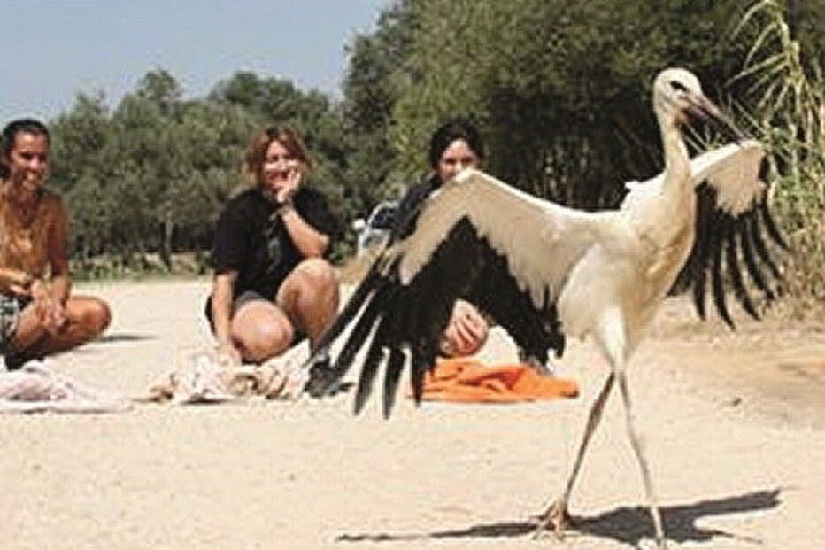 Libertação de cegonha em julho 