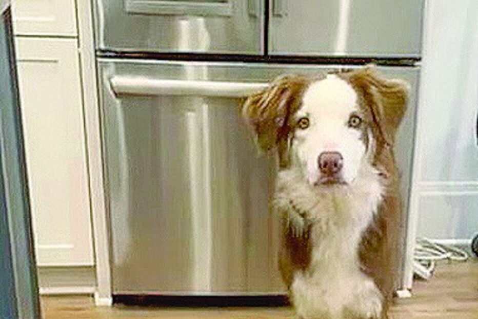 Casper 'fala' com a dona